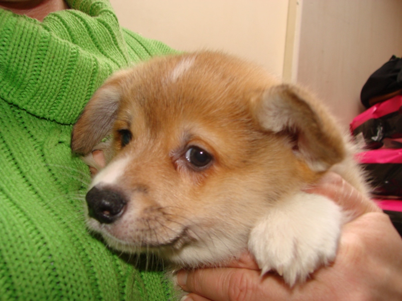 Puppies
